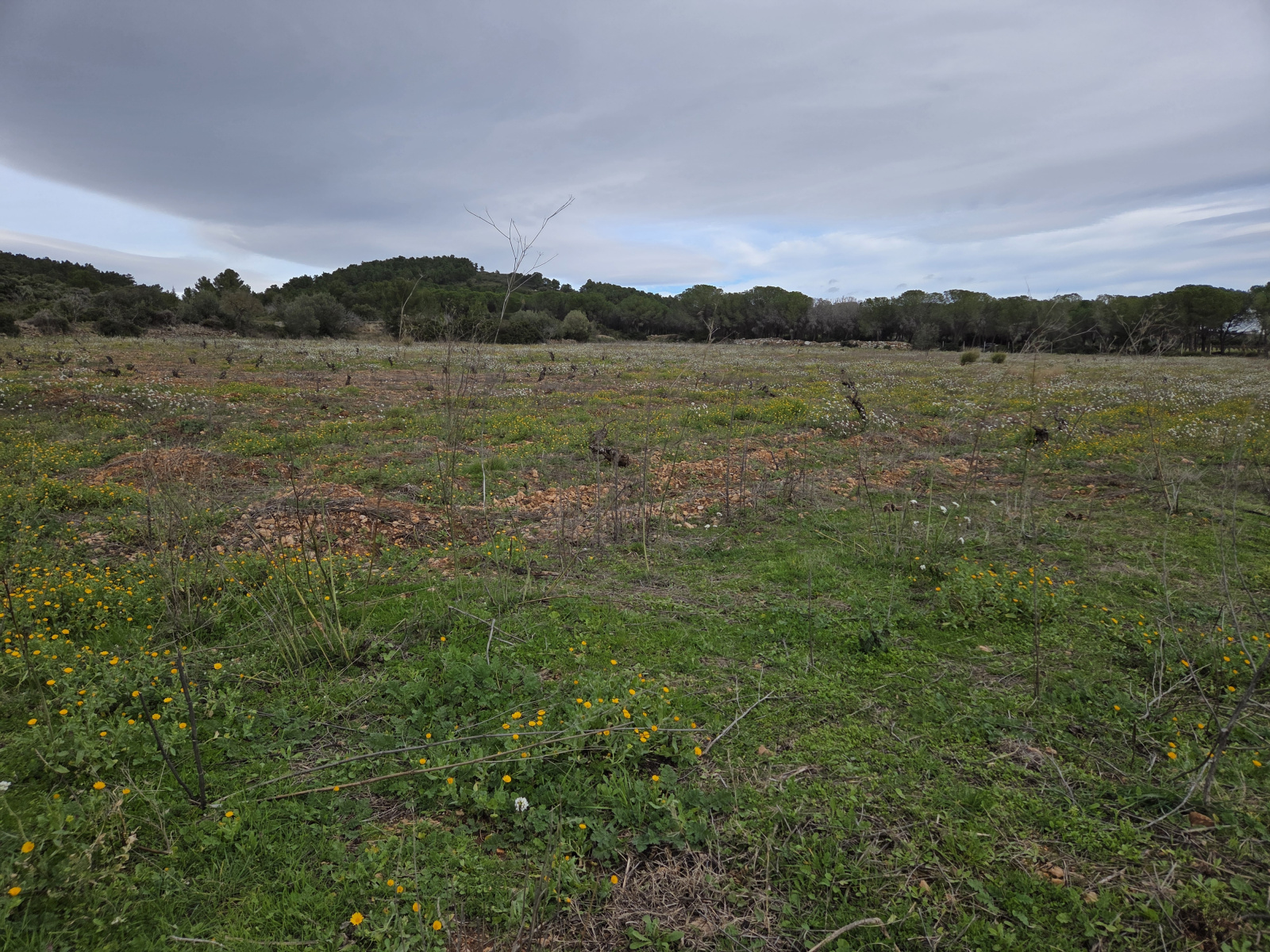 Image_,
            Terrain de loisir, Frontignan, ref :1-168